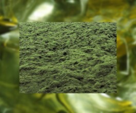 Larissa Ayón - Digital design