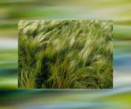 Larissa Ayón - Digital design