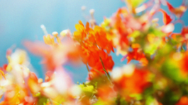 Larissa Ayón - Digital design