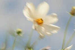 Larissa Ayón - Digital design