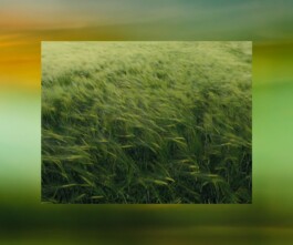 Larissa Ayón - Digital design